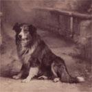 A Collie